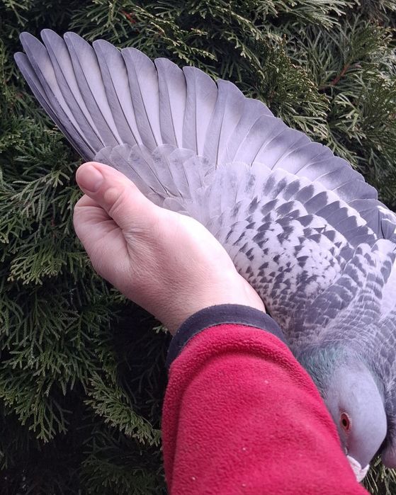 Gołąb M.Ankus x A.Zambrzycki Super Pochodzenie. "Top"