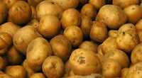 Ziemniaki Jadalne kartofle Lord Jurek