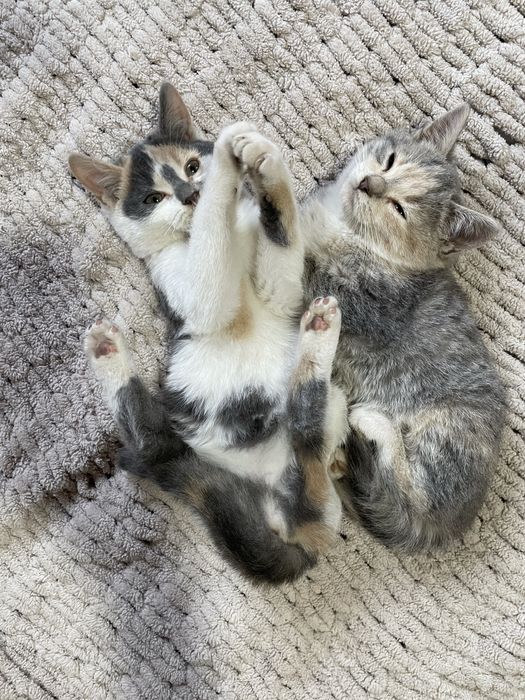 Віддам в добрі руки  маленьких котиків