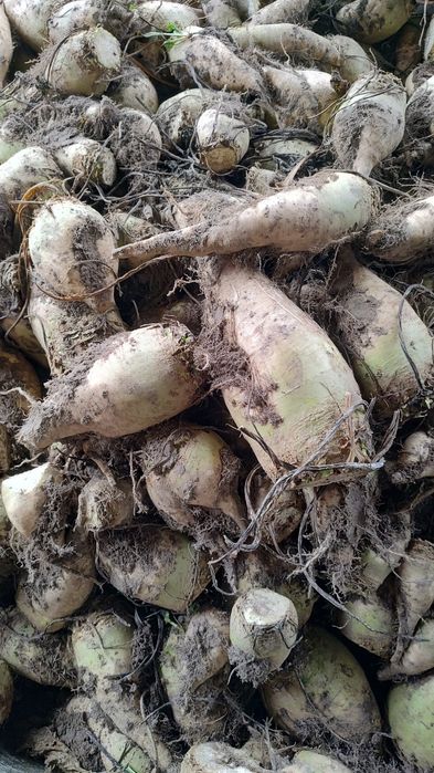 Buraki pastewne buraki