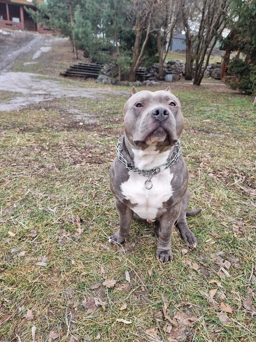 Вязка американский булли XL