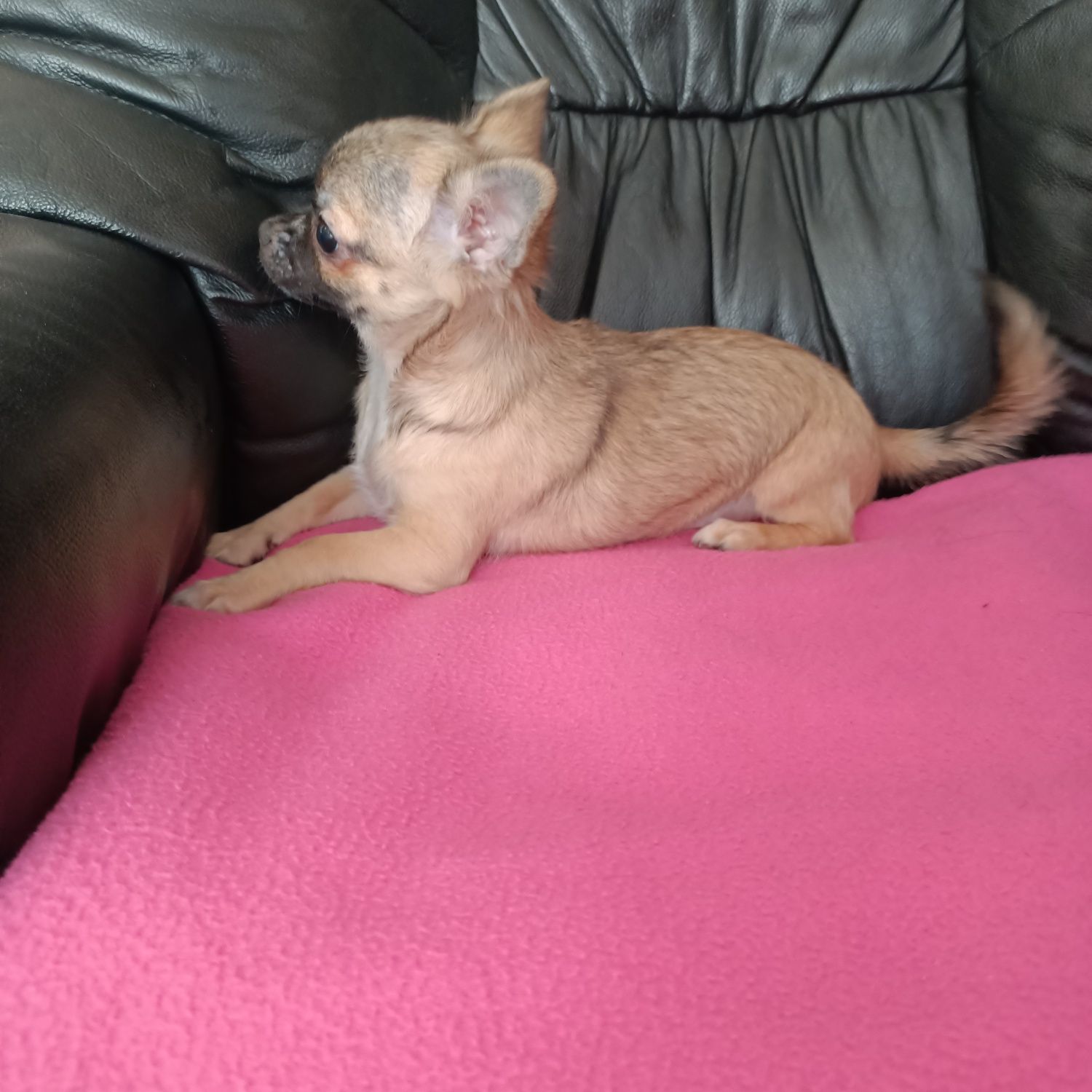 Chihuahua śliczna długowłosa dziewczynka do odbioru