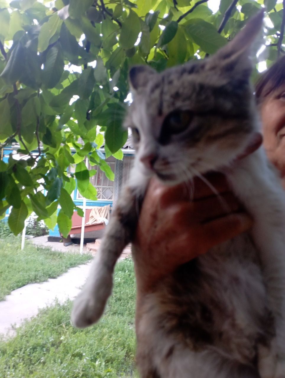 Котик,кицька,кошенята,кіт