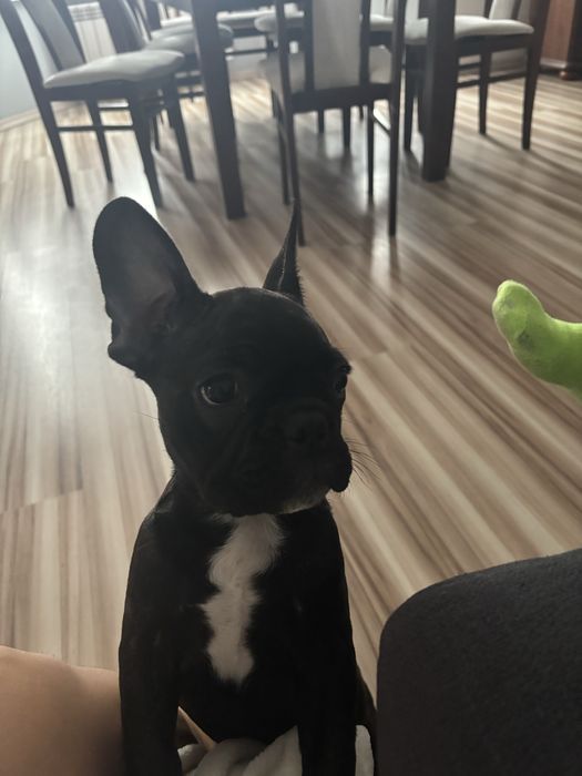 Pies Buldog Francuski