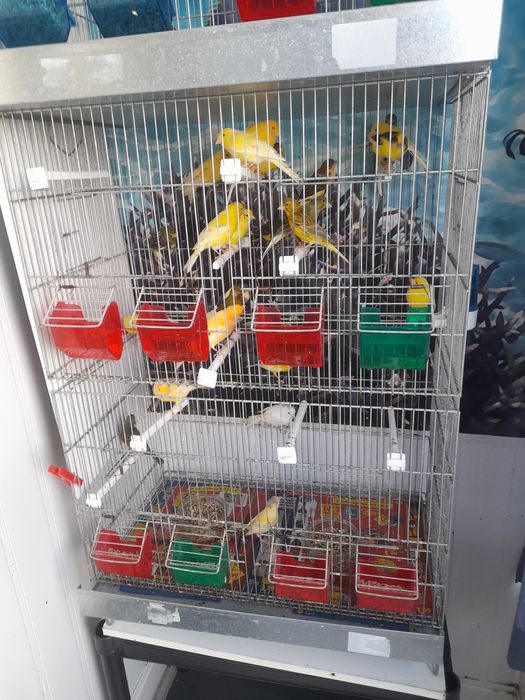 Canarios machos e femeas