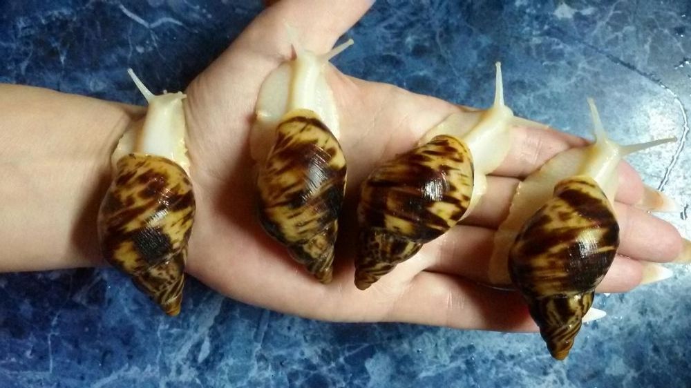 Улитки сухопутные Ахатина Ретикулята Альбино 10 гр за улитку