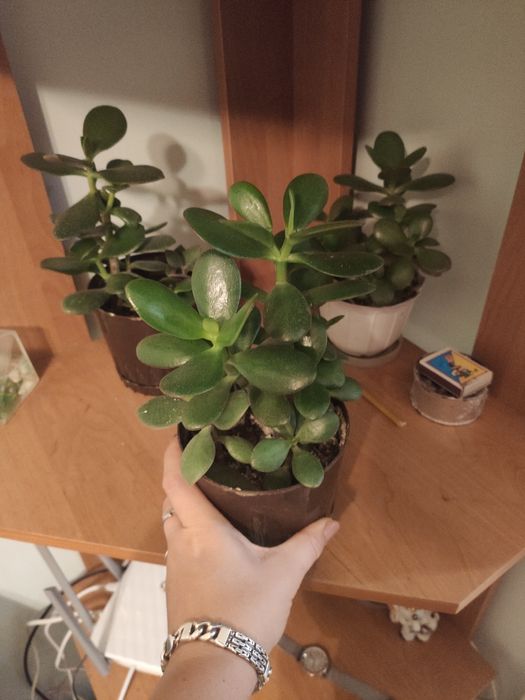 Грошове дерево рослина