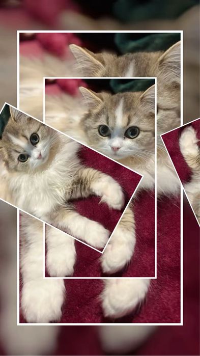 Ignacy zwany Krówciem  kocurek szkocki prostouchy PZF