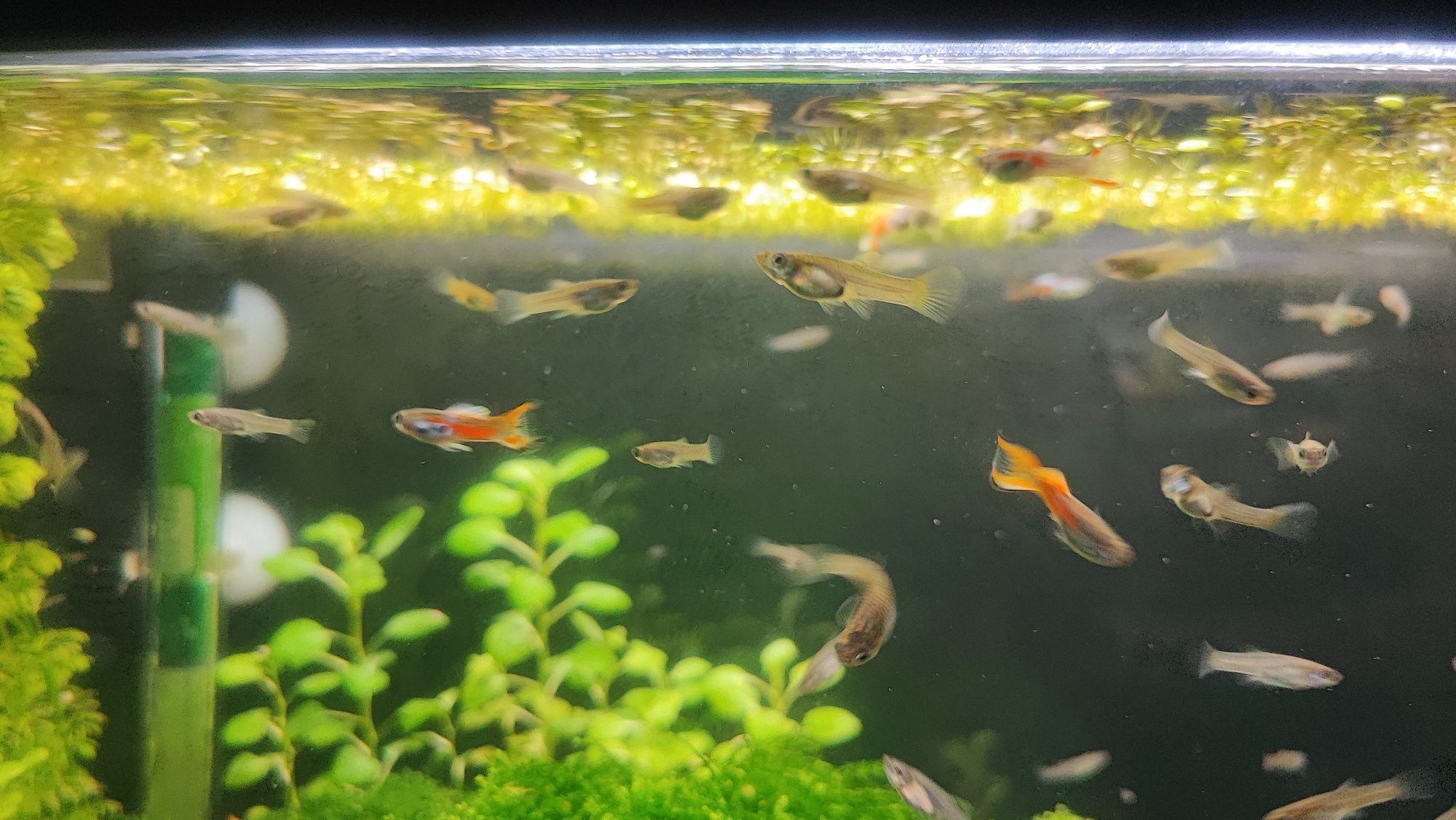 Guppy endler (black bar)