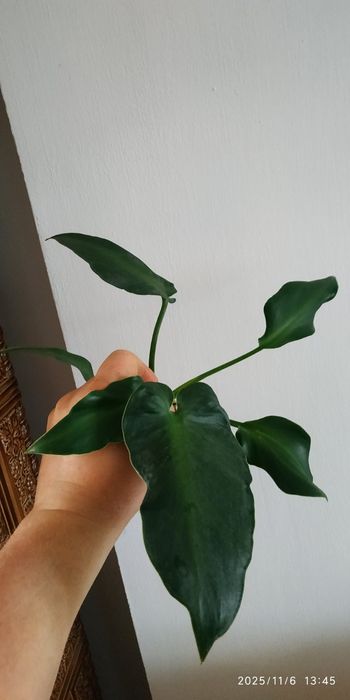 Филодендрон  Jose Buono Ring of fire  69686 флоріда бюті альба Ругозум