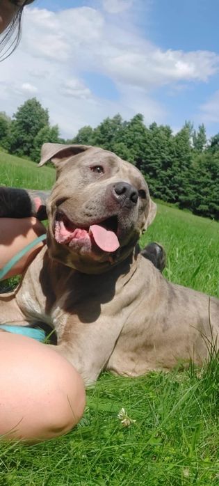 Lunek w typie american bully XL do adopcji!