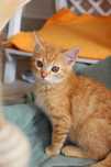 Adopcja charakter z rudym futrem