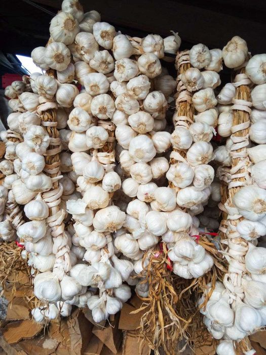 часник ярий, врожай 2025 рік