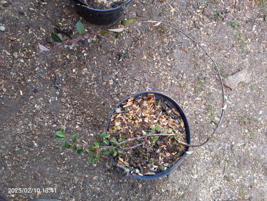 Cotoneaster irga sadzonka