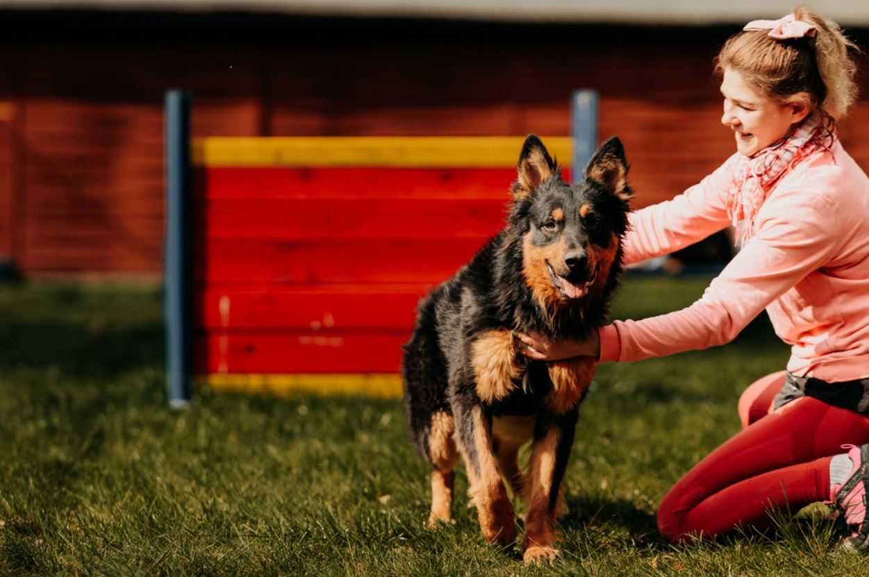 Kaszmir w typie owczarka szuka domu!!!