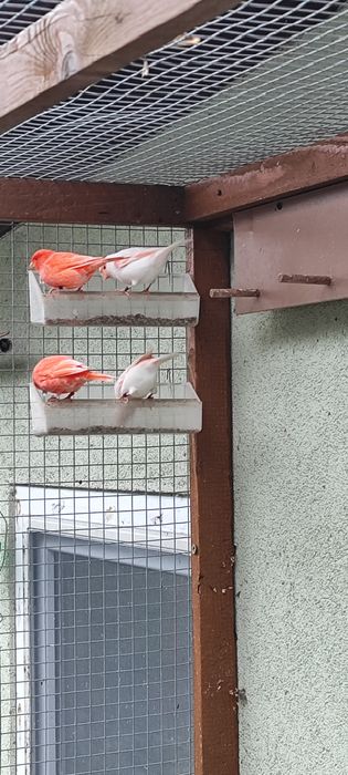 Kanarek mozaika czerwona