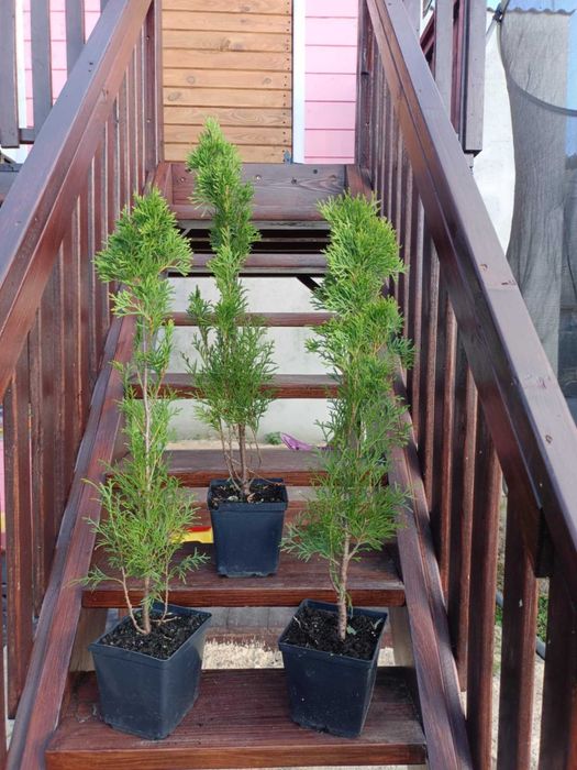 Tuja szmaragd 50 cm - 70 cm wysokości