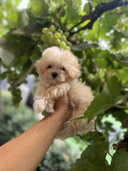 Дуже милі мальтіпу