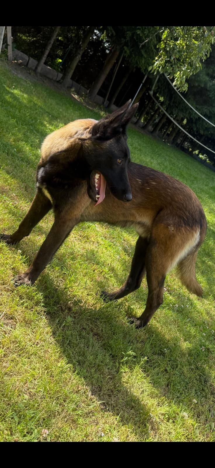 Owczarek belgijski malinois