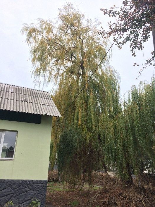 Спил деревьев  Работаем в военное время Дробление ветки