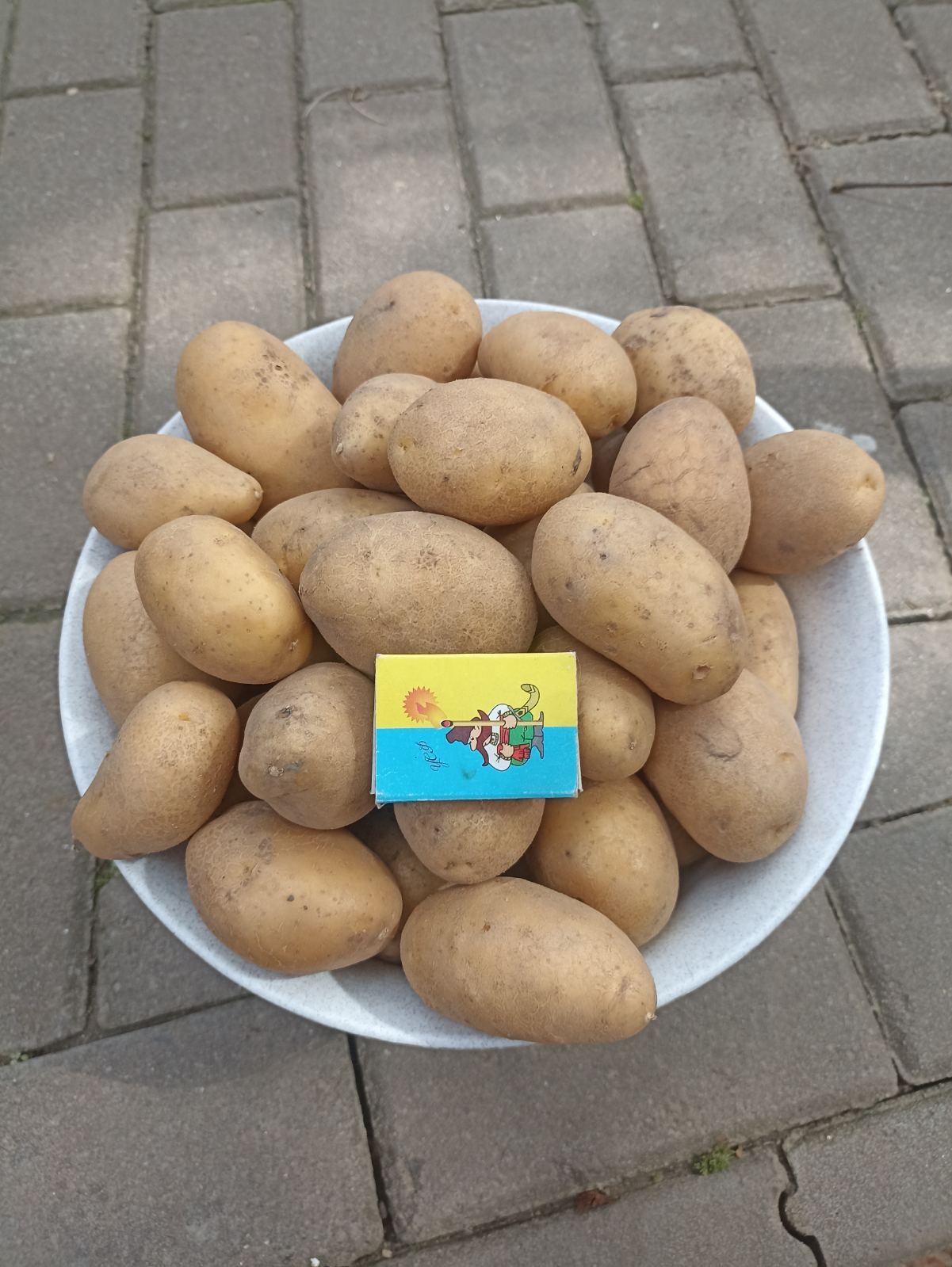 Картопля середня (жовта) сорт Берніна.