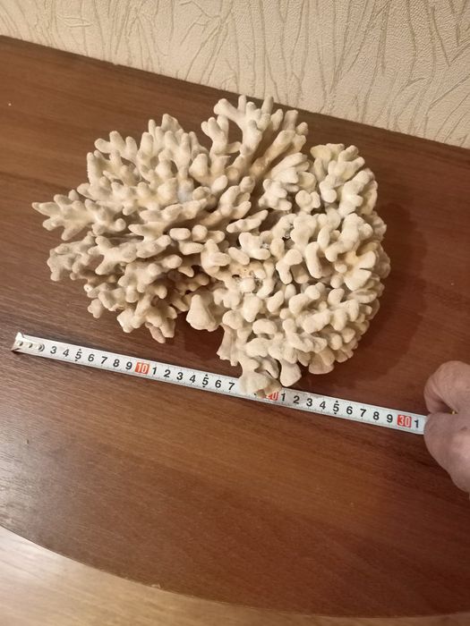 Продам морских ракушек и коралл