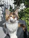 Koteczka Maine Coon, FPL