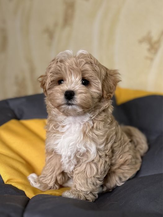 Пряная карамель Мальтипу Ф1 !!!