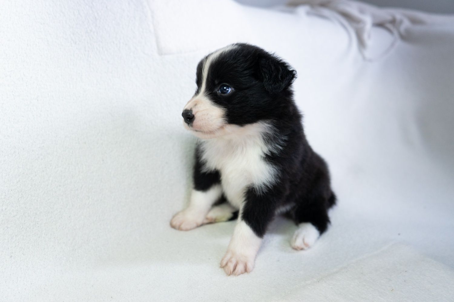 Szczeniak Border Collie piesek - ZKwP FCI