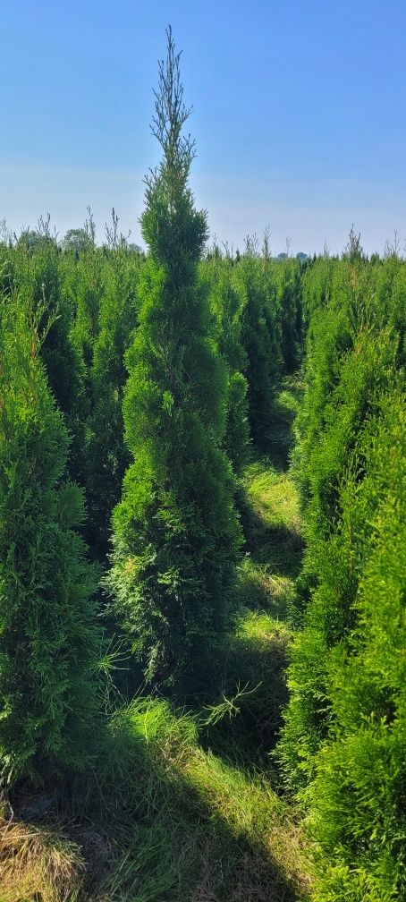 Tuja Smaragd 100 cm tuje 120 brabant 80 szmaragd 160 dostawa Rzeszów
