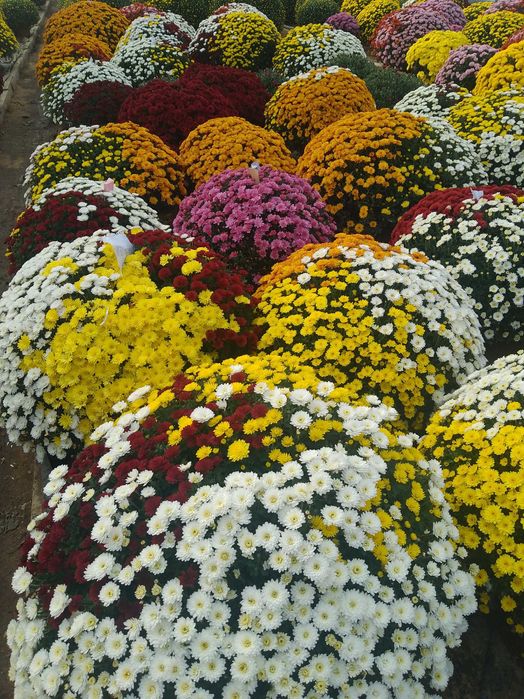 Chryzantemy drobnokwiatowe