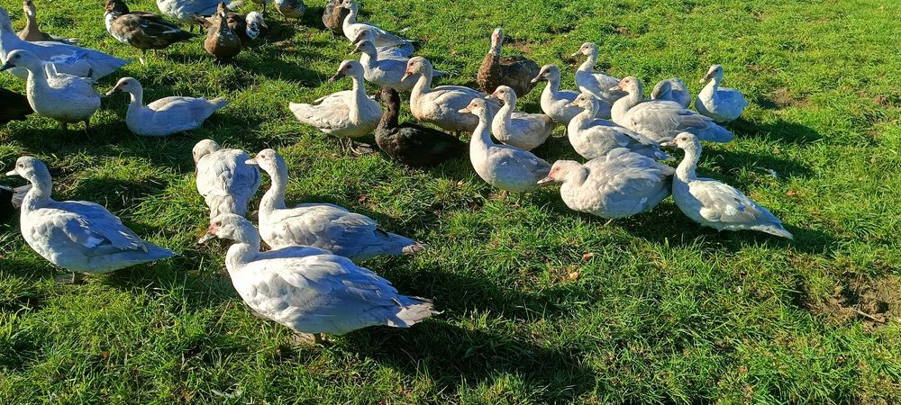 Kaczki piżmowe perłowe
