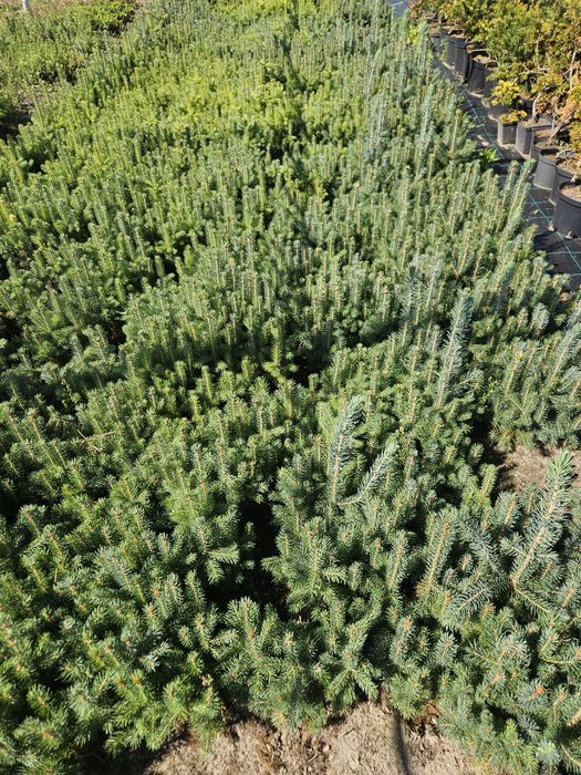 Świerk srebrny - 2,5 letni