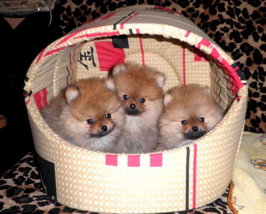 Кобели для вязки - лиловые чихуа, крем шпиц, Джек-Рассел. Инструктор !