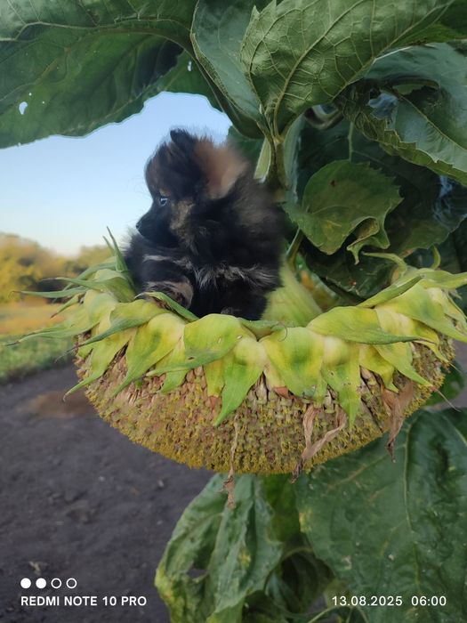 Малый шпиц, мальчики