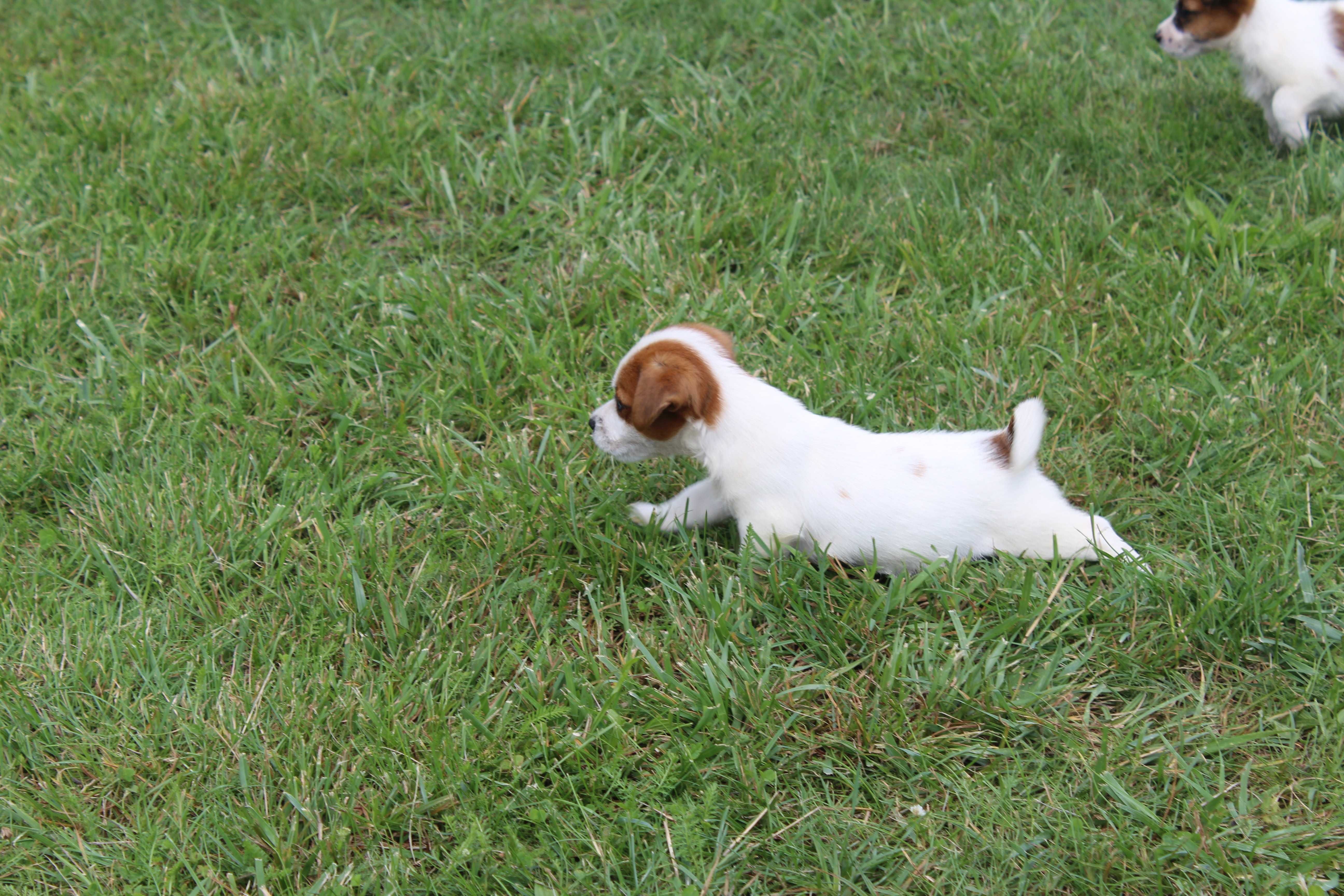 szczeniak Jack Russell Terrier pochodzenie ZKWP FCI