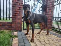 Doberman Doberman