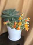 Комнатные цветы, суккуленты