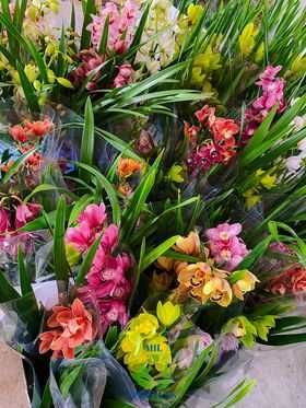10 orquideas grandes (sem flor) + adubo + envio grátis- 59.90€