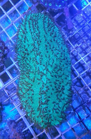 Polyphyllia talpina akwarium morskie