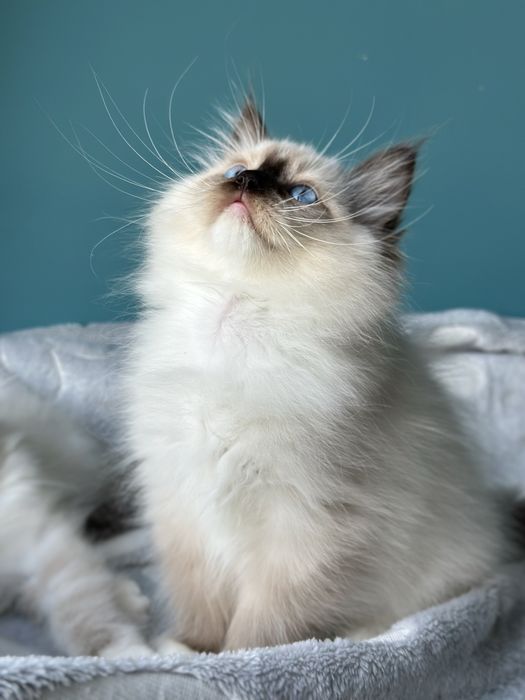 Kotka Ragdoll do hodowli FPL