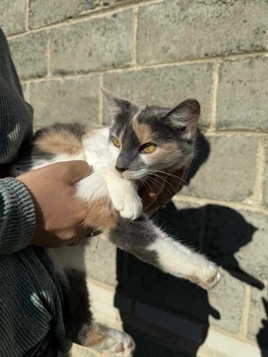 Przepiękna młoda kicia do adopcji