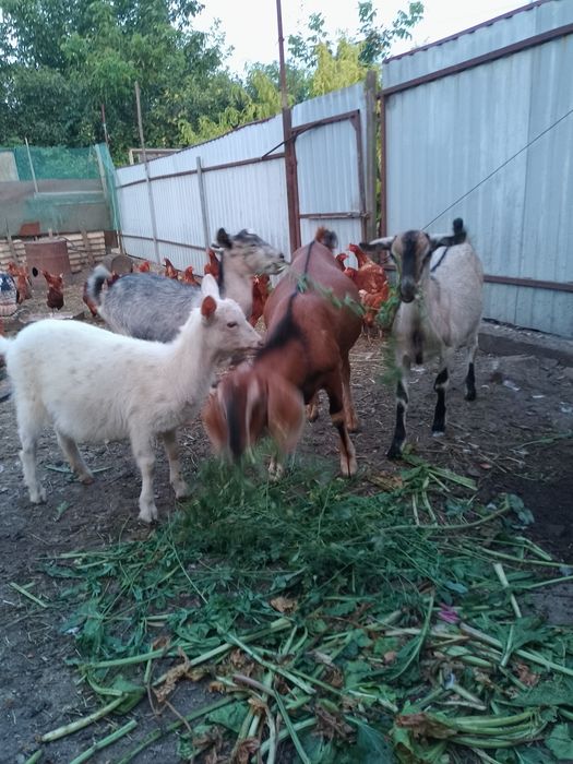 Цап і козички цап англонубієць і козички альпійських порід