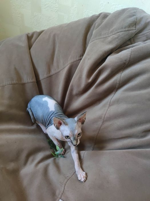 Гарнюня дівчинка сфінкс шукає родину