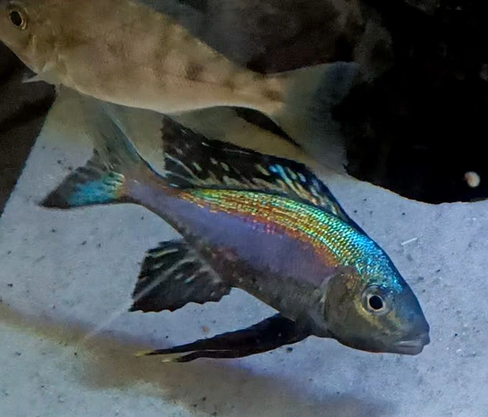 Cyathopharynx foai sibwesa