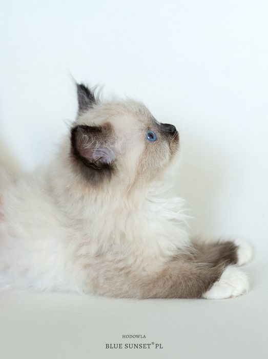 Kotka seal mitted