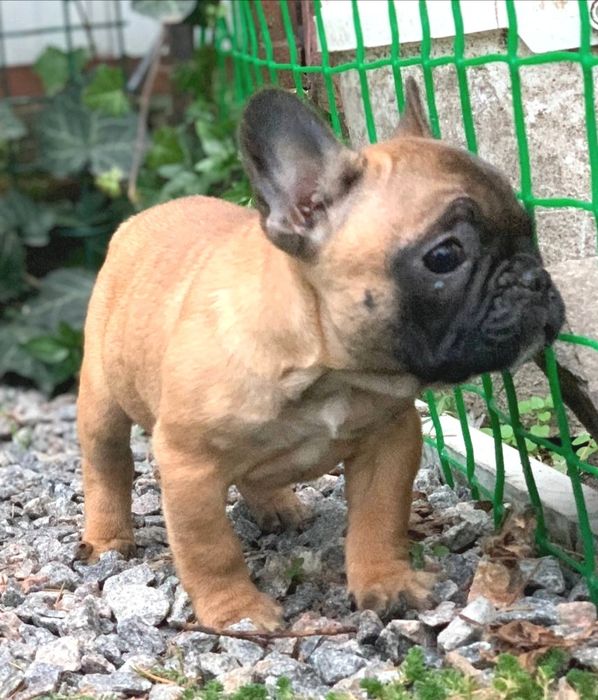 МиниДевочка французского бульдога.