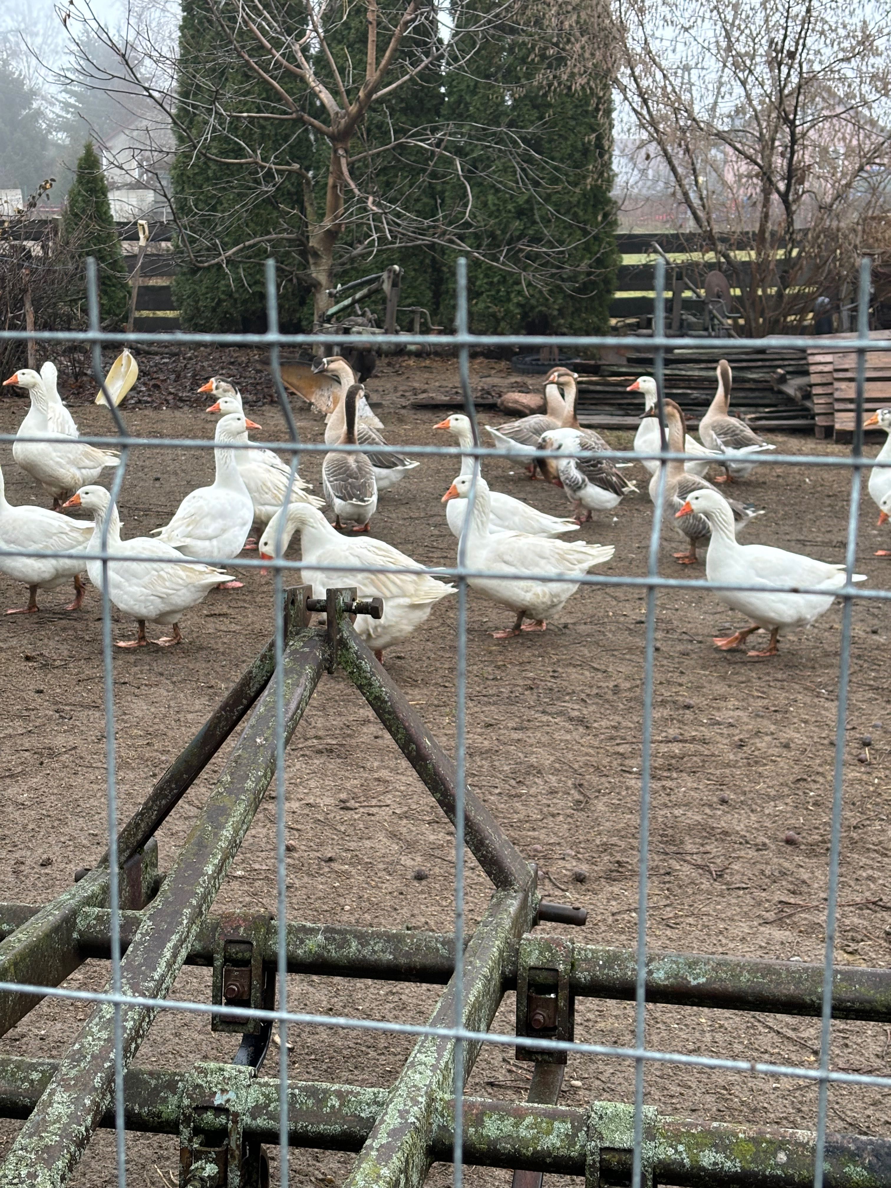 Jajka Lęgowe gesi Kołudzkich