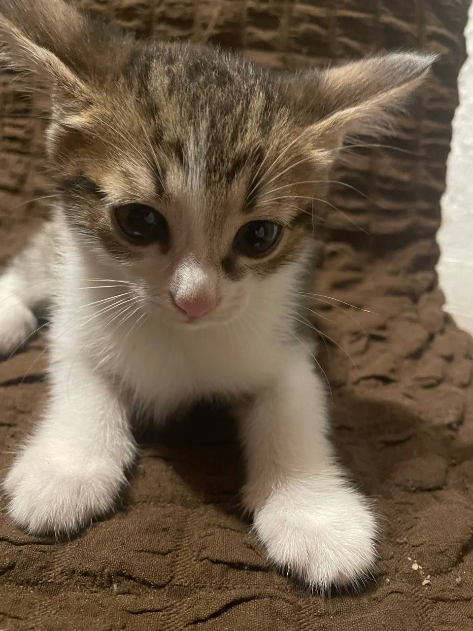 4 кошечки 2 месяца