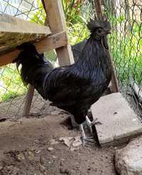 Galo Ayam Cemani